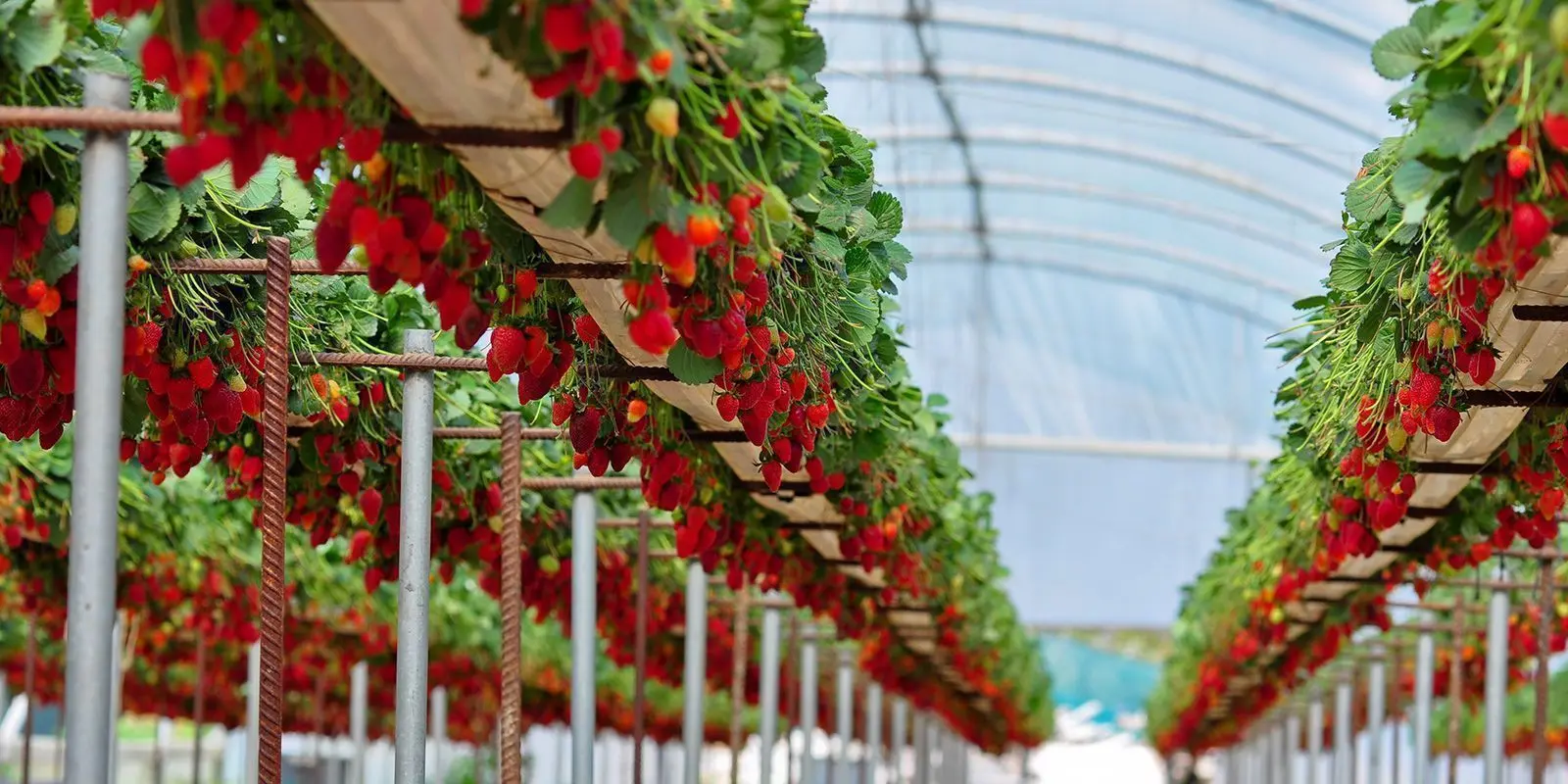 Topraksız Tarım Nedir? Avantajları, Dezavantajları ve Kurulum Rehberi
