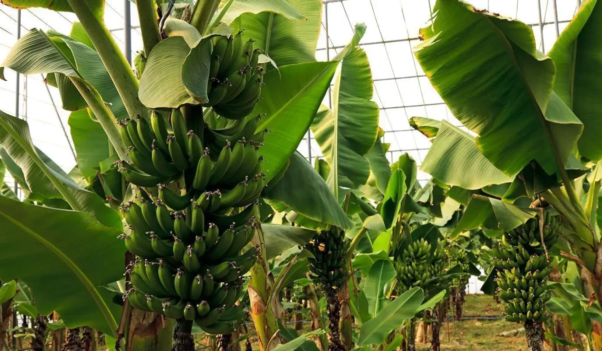 Modern Muz Serası Kurulumu ve Anahtar Teslim Çözümler