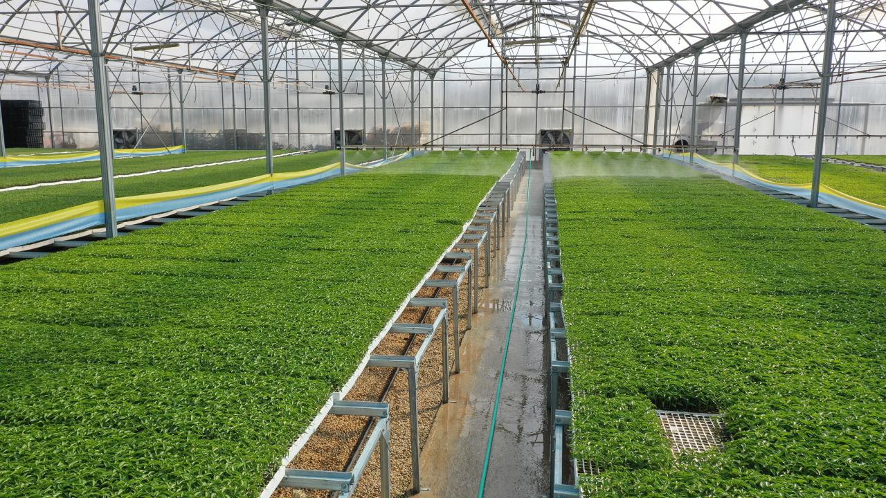 Fidelik Serası Kurulumu